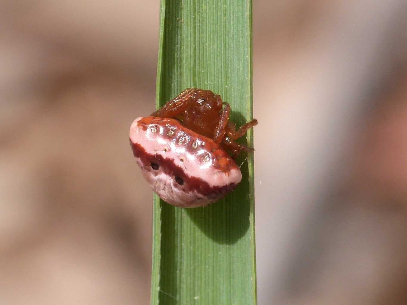 Cyrtarachne ixoides - Santa Teresa Gallura (OT)